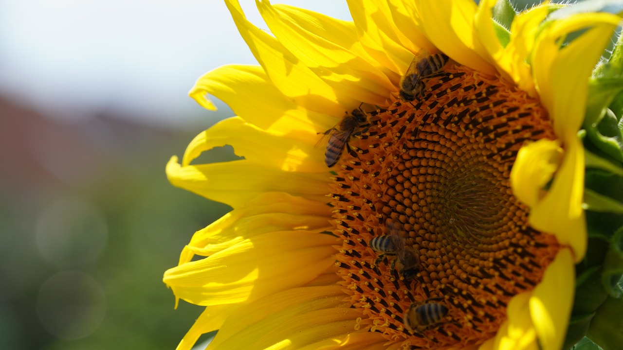 How Technology is Transforming Biodiversity Conservation